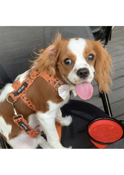 Turuncu Göğüs Tasması, Rahat ve Güvenli, Köpekler Için Uygun, Tr Menşei