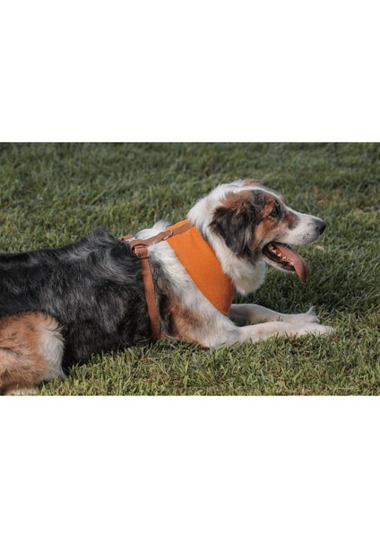 Kahverengi Köpek Göğüs Tasması, Rahat ve Dayanıklı Tasarım, Tr Üretimi modelleri