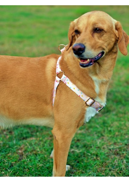 Çok Renkli Köpek Göğüs Tasması, Şık ve Konforlu Tasarım, Çeşitli Renk Seçenekleri fırsatları