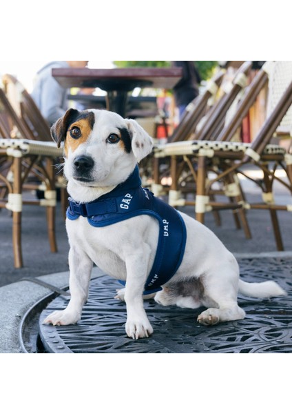 Mavi Köpek Göğüs Tasması, Rahat ve Dayanıklı Tasarım modelleri