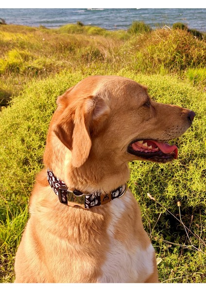 Siyah Köpek Boyun Tasması ve Gezdirme Seti, Fular Hediyeli fiyatları