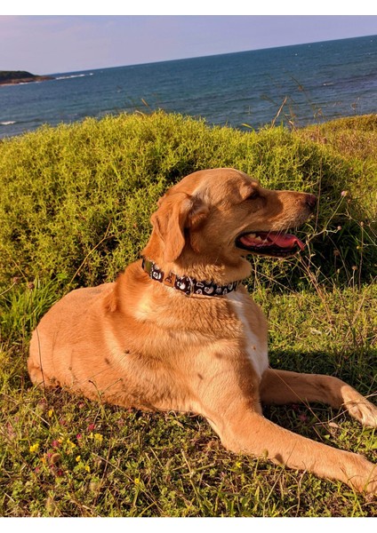 Siyah Köpek Boyun Tasması ve Gezdirme Seti, Fular Hediyeli modelleri
