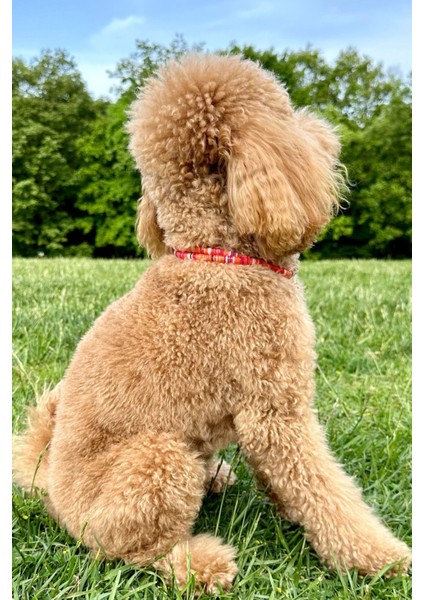 Kırmızı Ip Halat Kedi Köpek Boyun Tasması Charm Uçlu, Şık ve Rahat Kullanım Sağlar. modelleri