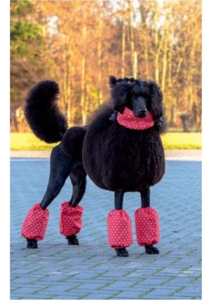 Kırmızı Puantiyeli Tüy Koruyucu Kılıf, 4'lü Set, Standart Boy Köpek Tasması