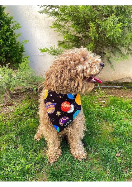 Siyah Köpek ve Kedi Boyun Tasması, Rahat ve Şık, Dayanıklı ve Hafif fırsatları