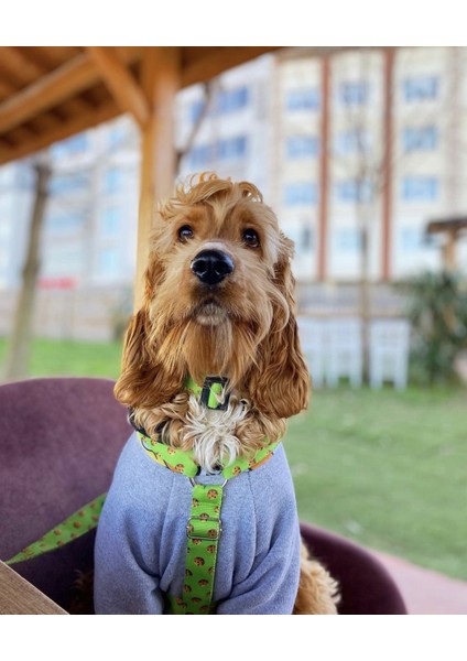 Yeşil Köpek Göğüs Tasması Seti, Konforlu ve Şık Tasarım!