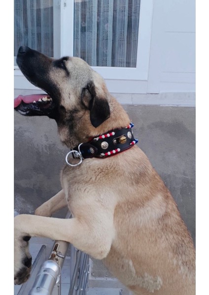 Çok Renkli Geniş Köpek Boyun Tasması Hakiki Manda Derisi