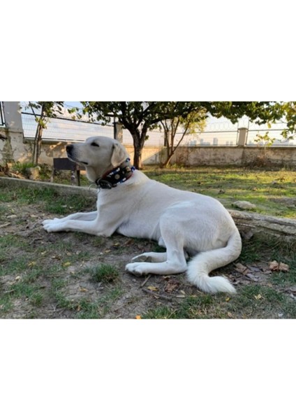 Çok Renkli Geniş Köpek Boyun Tasması Hakiki Manda Derisi fiyatları