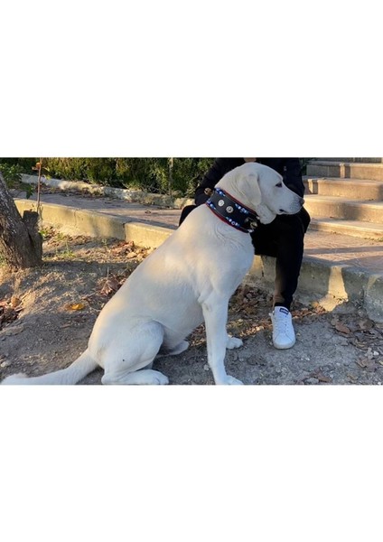 Çok Renkli Geniş Köpek Boyun Tasması Hakiki Manda Derisi modelleri