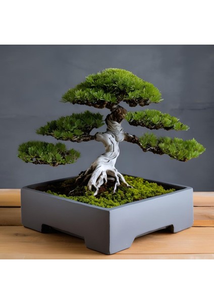 Yeni Minimalist Kare Bonsai Potu P (Sadece Plastik Aparattır!!!)