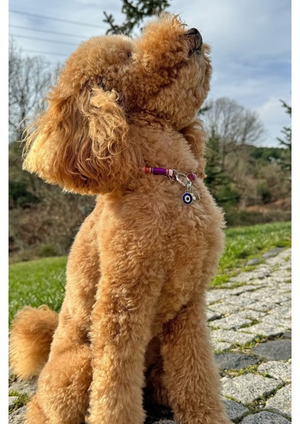 Çok Renkli Ip Halat Kedi Köpek Boyun Tasması Charm Uçlu Gümüş Rengi modelleri