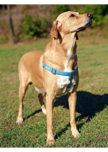 Çok Renkli Köpek Göğüs Tasması, Rahat ve Şık Tasarım fırsatları