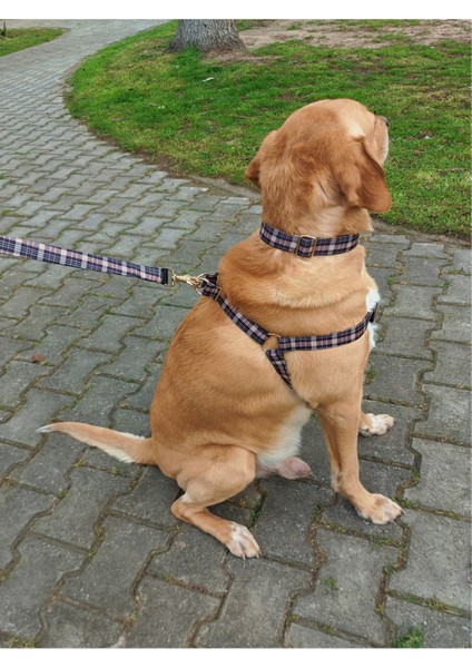 Çok Renkli Köpek Tasma Seti, Şık ve Rahat Boyun Tasması, Çok Renkli Tasarım fiyatları