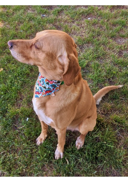 Çok Renkli Köpek Boyun Tasması ve Gezdirme Sevk Kayış Seti + Fular Hediye