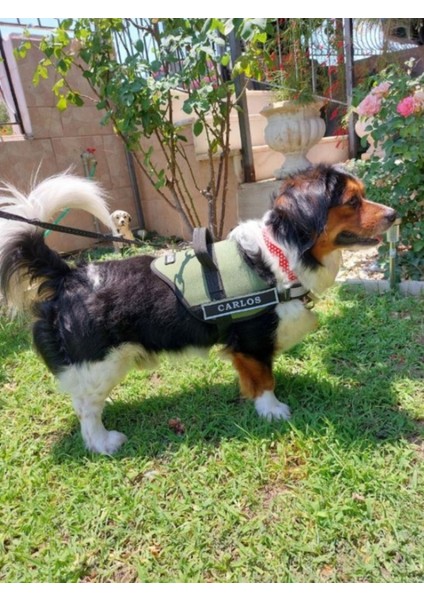 Kişiye Özel Haki Köpek Göğüs Tasması, Rahat ve Şık Tasarım fiyatları