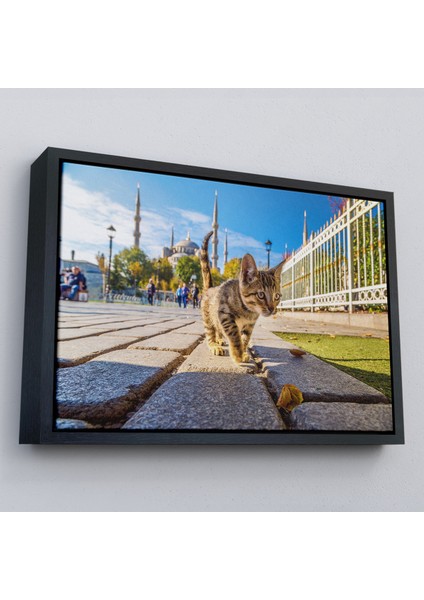 Çerçeveli Sultan Ahmet Camii Önündeki Yavru Kedi TABLOSU-6507