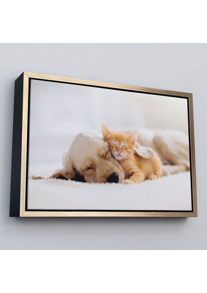 Çerçeveli Golden Köpek Ile Uyuyan Yavru Kedi Dekoratif Kanvas TABLO-1176 fiyatları