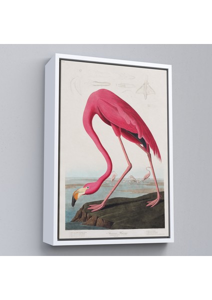 Çerçeveli John James Audubon - Amerikan Flamingo TABLOSU-7301