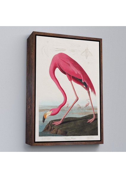 Çerçeveli John James Audubon - Amerikan Flamingo TABLOSU-7301 fiyatları
