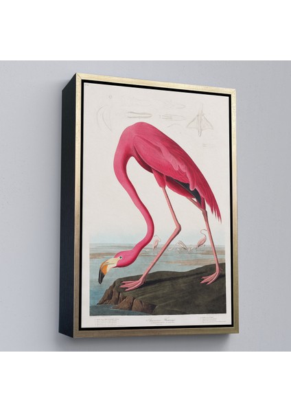Çerçeveli John James Audubon - Amerikan Flamingo TABLOSU-7301 modelleri