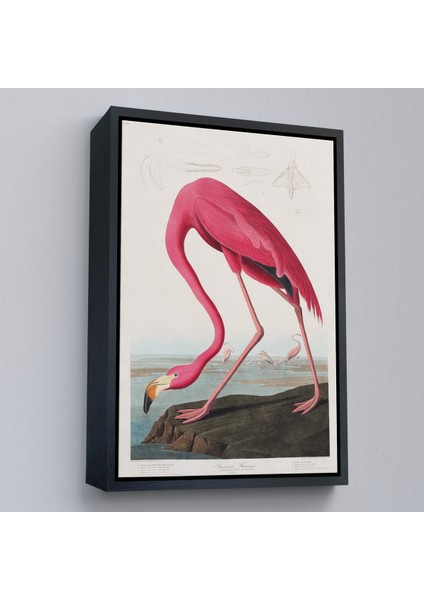 Çerçeveli John James Audubon - Amerikan Flamingo TABLOSU-7301 fırsatları