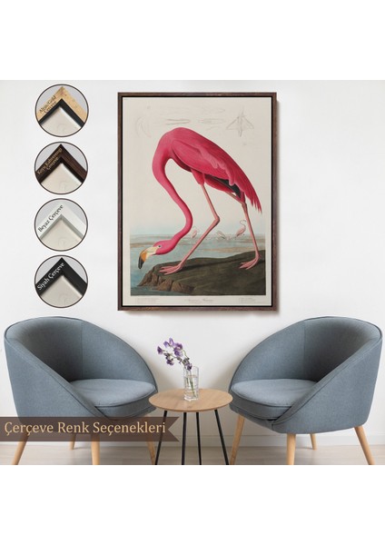 Çerçeveli John James Audubon - Amerikan Flamingo TABLOSU-7301