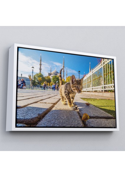 Çerçeveli Sultan Ahmet Camii Önündeki Yavru Kedi TABLOSU-6507