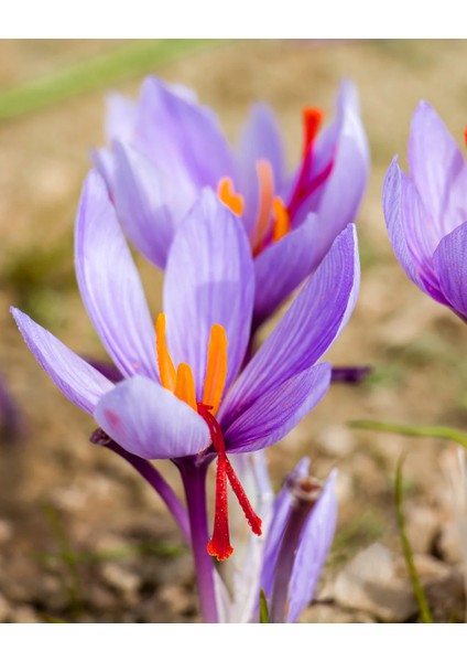 3 Adet Safran Çiçeği Soğanı .yeni Mahsul...çimlenme Garantili.