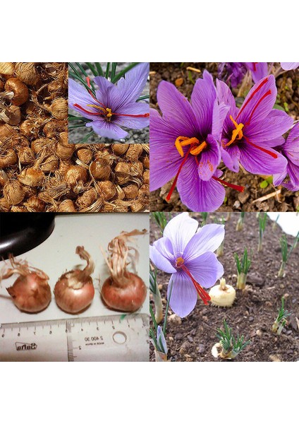 3 Adet Safran Çiçeği Soğanı .yeni Mahsul...çimlenme Garantili. fiyatları