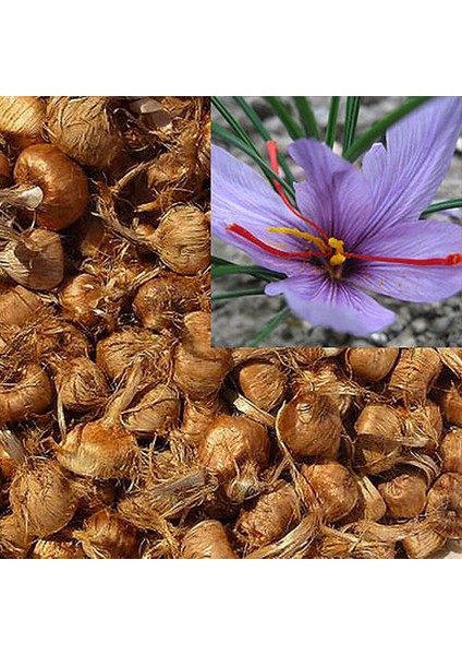 3 Adet Safran Çiçeği Soğanı .yeni Mahsul...çimlenme Garantili. modelleri