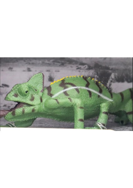 Kutulu Model Bukalemun fiyatları