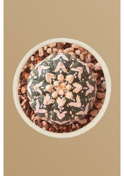 Astrophytum Asterias V-Type / Kaktüs fiyatları