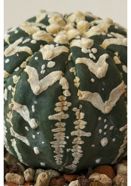 Astrophytum Asterias V-Type / Kaktüs modelleri