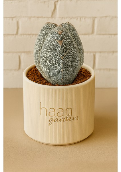 Astrophytum Myriostigma Cv. Onzuka V-Type / Kaktüs