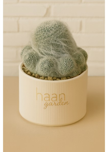 Mammillaria Superbar / Kaktüs