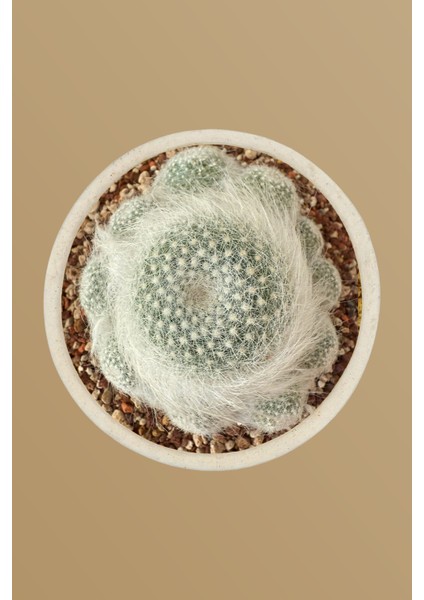 Mammillaria Superbar / Kaktüs fiyatları