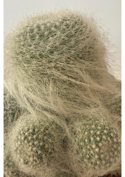 Mammillaria Superbar / Kaktüs modelleri