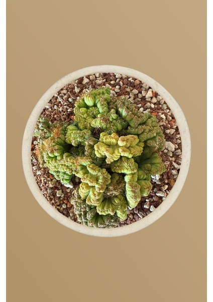 Cereus Peruvianus / Kaktüs fiyatları