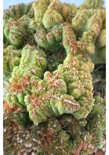 Cereus Peruvianus / Kaktüs modelleri