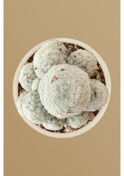 Mammillaria Humboldtii / Kaktüs fiyatları