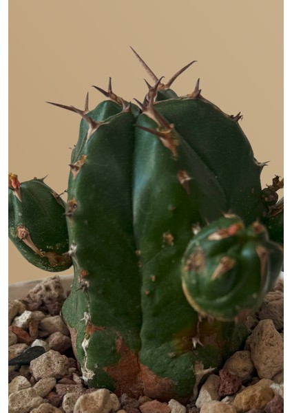 Euphorbia Handiensis / Kaktüs fiyatları