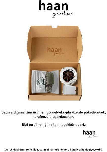 Euphorbia Handiensis / Kaktüs fırsatları