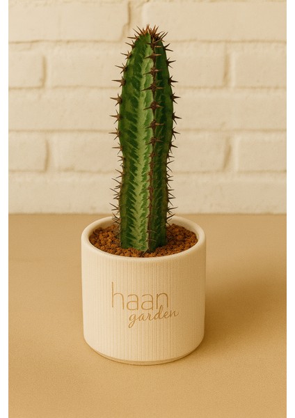 Euphorbia Confinalis / Kaktüs
