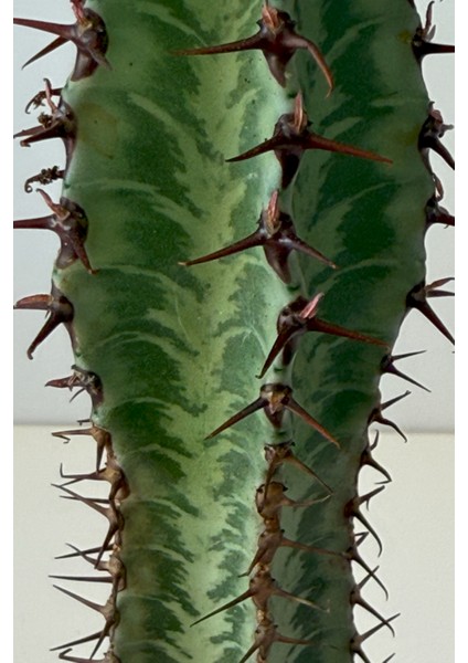 Euphorbia Confinalis / Kaktüs modelleri