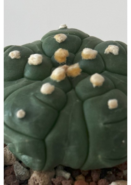 Astrophytum Asterias Kikkou / Kaktüs modelleri