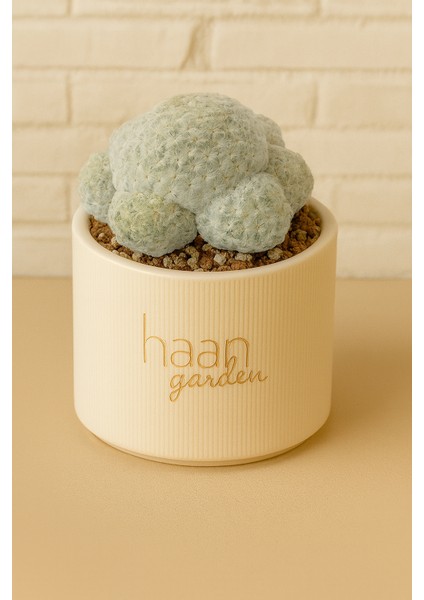 Mammillaria Plomosa / Kaktüs