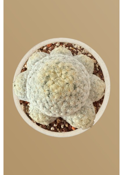 Mammillaria Plomosa / Kaktüs fiyatları