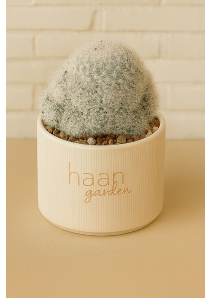 Mammillaria Candida / Kaktüs