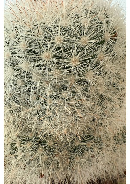 Mammillaria Candida / Kaktüs modelleri