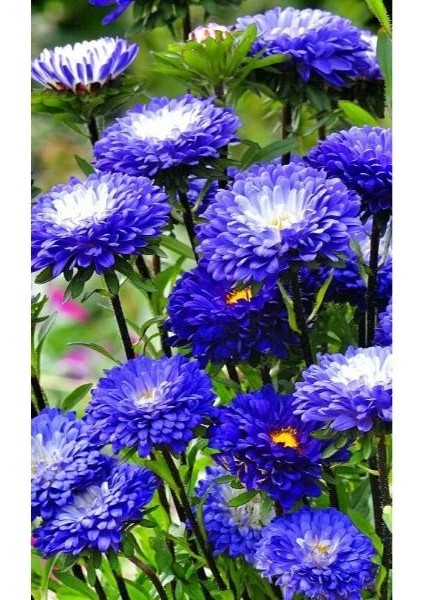 2 Adet Mavi Yıldız Dahlıa Çiçek Soğanı Mavi Renk.yumru Boyu 8cm